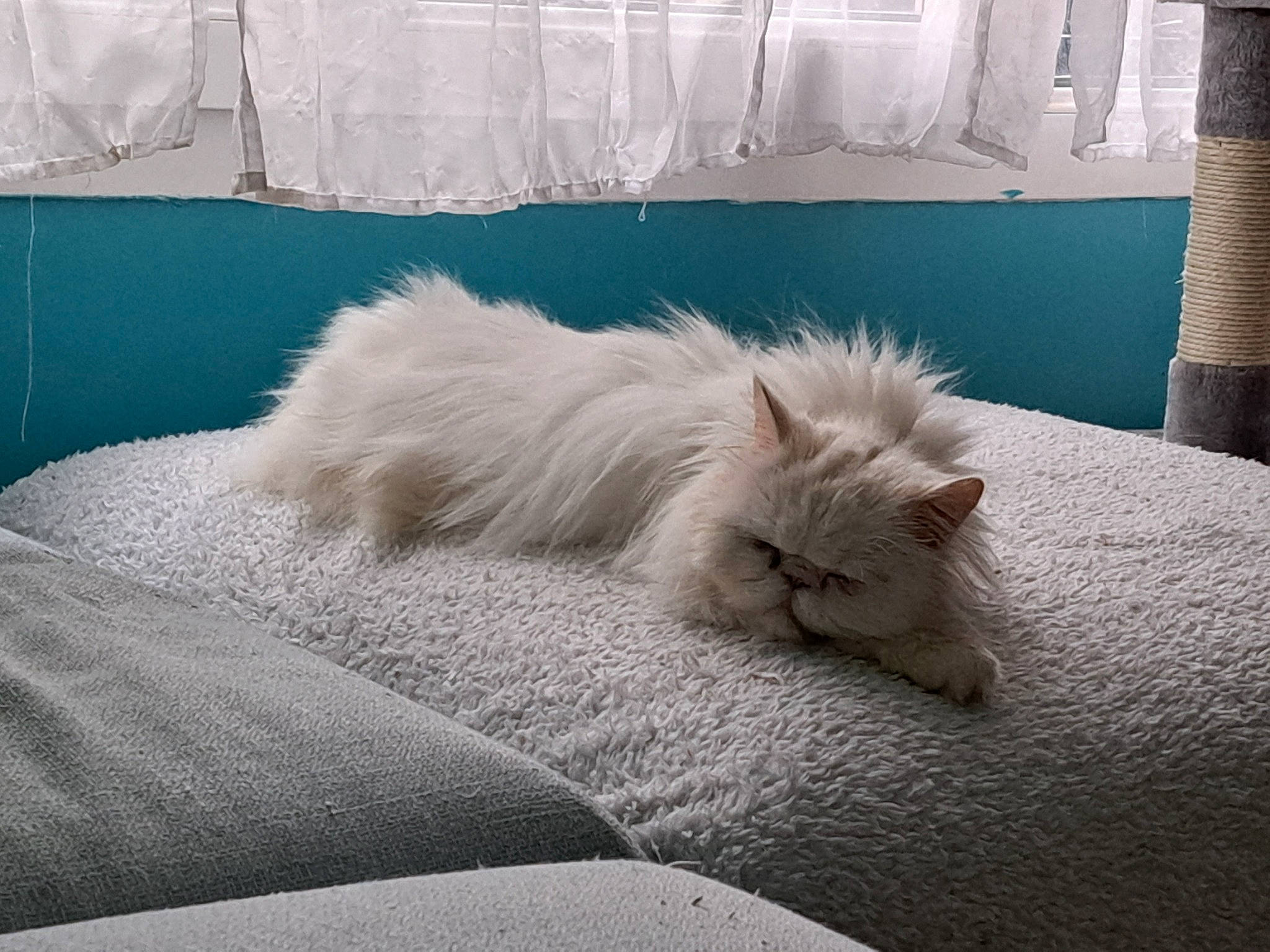 Moon participe au concours pour gagner de l'argent avec cette photo : bedding, carnivore, cat, claw, comfort, companion_dog, felidae, fur, linens, nap, natural_material, paw, ragdoll, room, small_to_medium_sized_cats, tail, whiskers