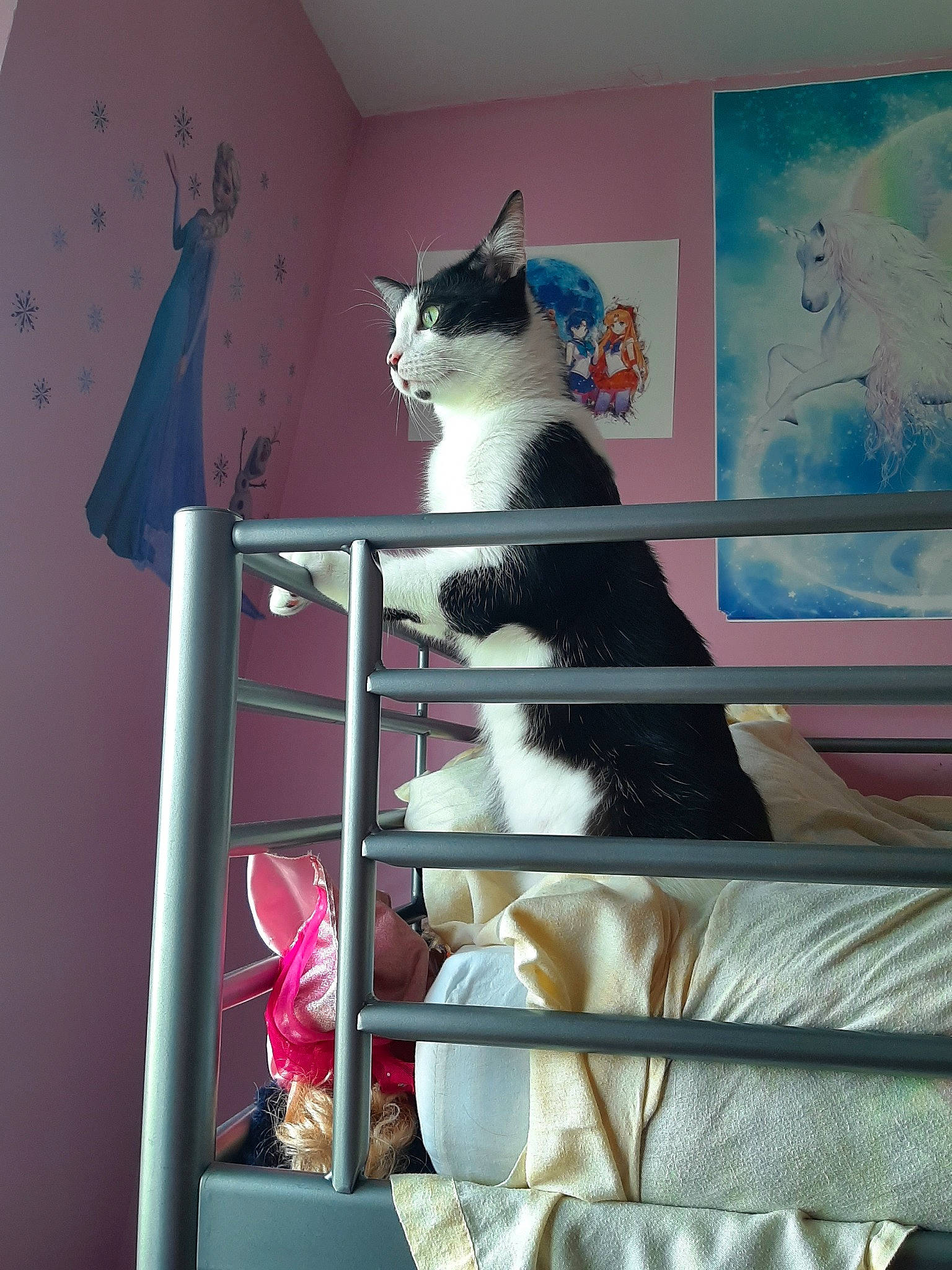 Raven a rejoint le concours — aidez-le/la à gagner de superbes lots ! carnivore, cat, felidae, interior_design, kitten, pink, polydactyl_cat, small_to_medium_sized_cats, tail, turkish_van, whiskers, window