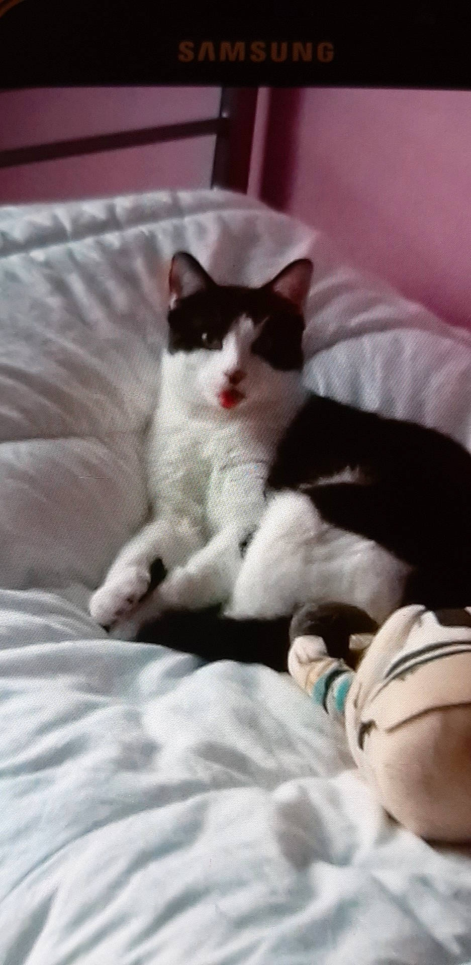 Raven a rejoint le concours — aidez-le/la à gagner de superbes lots ! aegean_cat, black_cat, carnivore, cat, domestic_short_haired_cat, ear, felidae, kitten, leg, mammal, nap, polydactyl_cat, small_to_medium_sized_cats, tail, whiskers