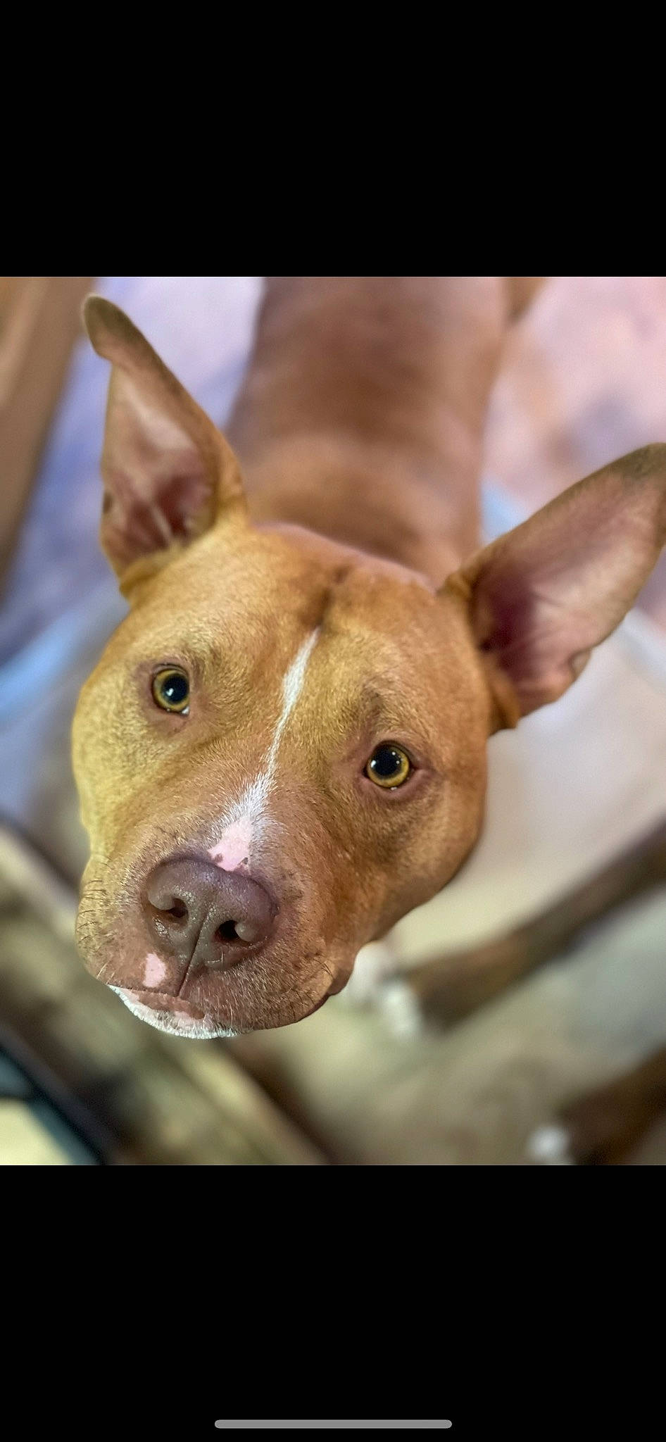 Odin joined the competition — help win amazing prizes! ancient_dog_breeds, canidae, carnivore, close_up, companion_dog, dog, dog_breed, ear, fawn, hunting_dog, liver, non_sporting_group, snout, sporting_group, terrestrial_animal, whiskers, working_animal