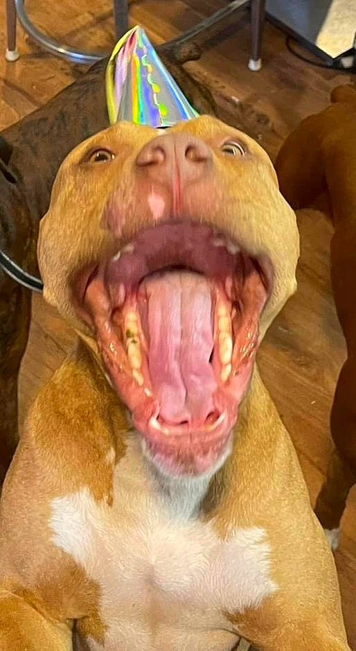 Odin joined the competition — help win amazing prizes! carnivore, companion_dog, dog, dog_breed, eye, fang, fawn, jaw, liver, smile, snout, sporting_group, terrestrial_animal, throat, tongue, tooth, whiskers, working_animal, wrinkle, yawn