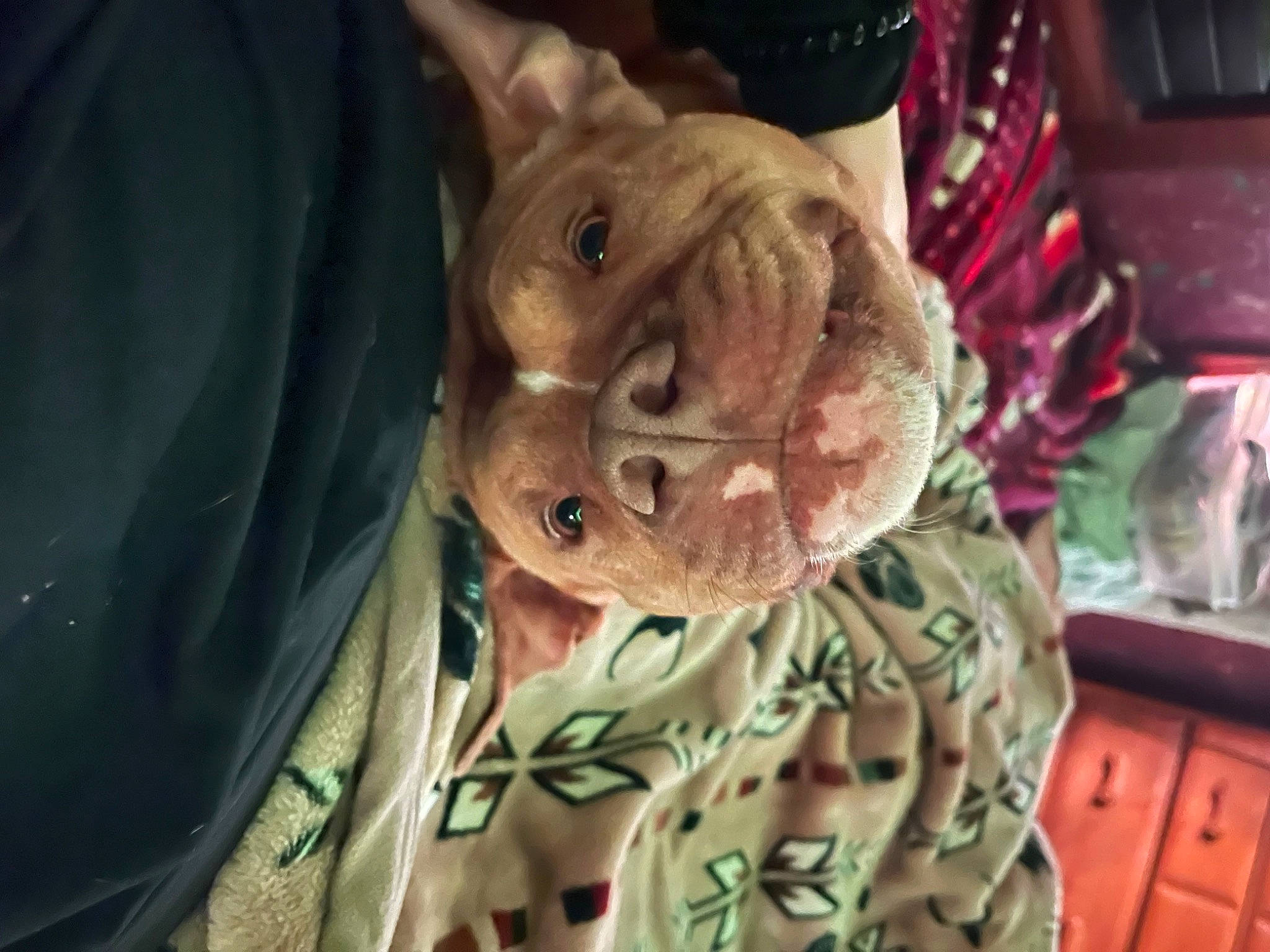 Odin is registered to the contest to win money with this photo: canidae, ear, felidae, fictional_character, flesh, fur, jaw, military_camouflage, room, small_to_medium_sized_cats, snout, sporting_group, tradition, tree, whiskers, wood, wrinkle