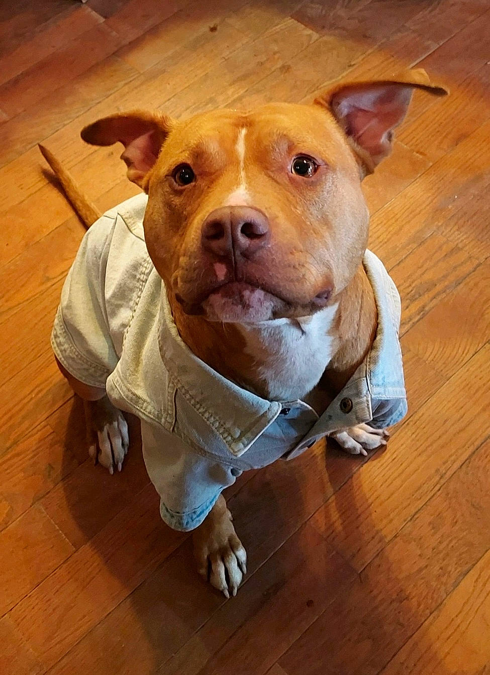 Odin joined the competition — help win amazing prizes! brown, canidae, carnivore, companion_dog, dog, dog_breed, dog_clothes, dog_supply, eye, fawn, flooring, hardwood, laminate_flooring, pet_supply, snout, sporting_group, whiskers, wood, wood_flooring, working_animal