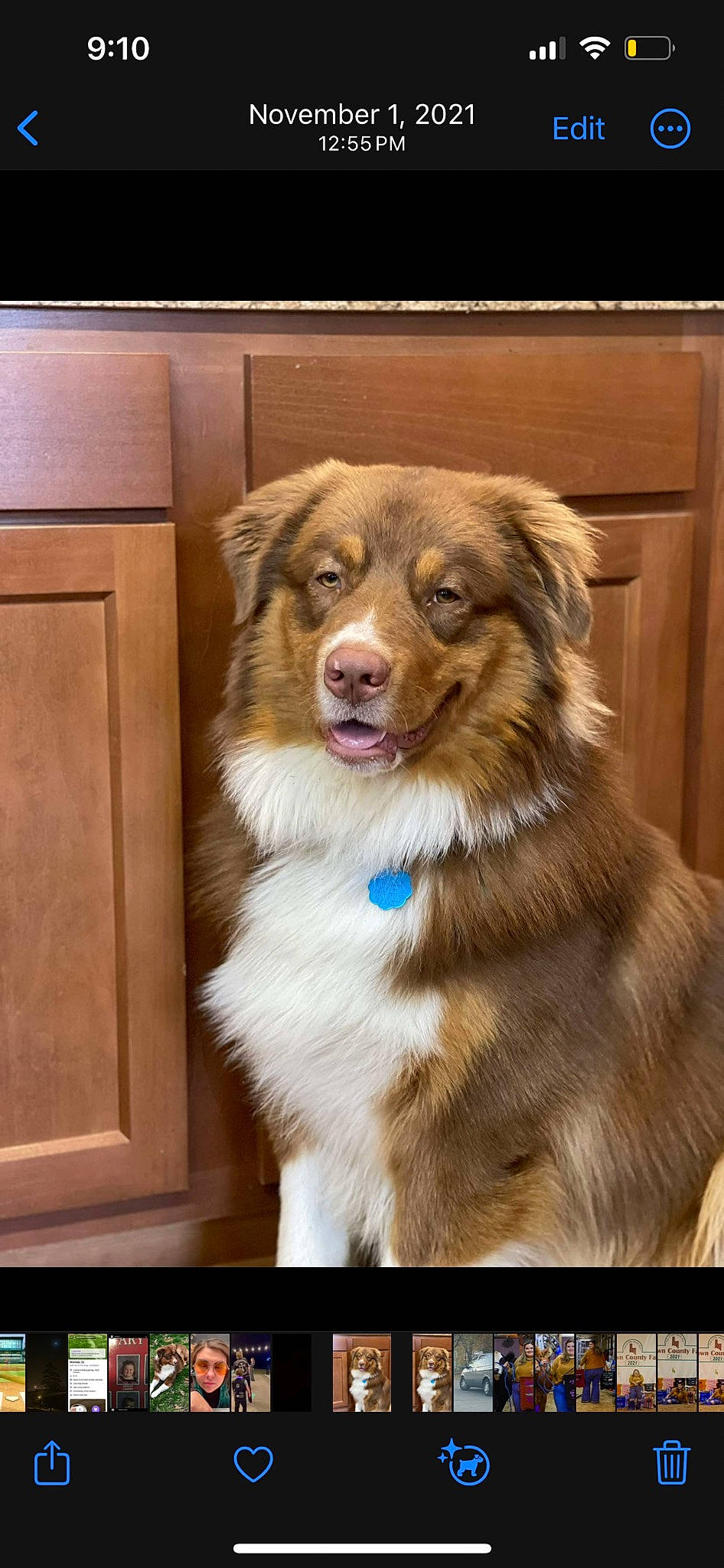 Hooey joined the competition — help win amazing prizes! ancient_dog_breeds, ball, border_collie, canidae, carnivore, companion_dog, dog, dog_breed, door, fur, hardwood, herding_dog, snout, sporting_group, terrestrial_animal, whiskers, wood, working_animal, working_dog