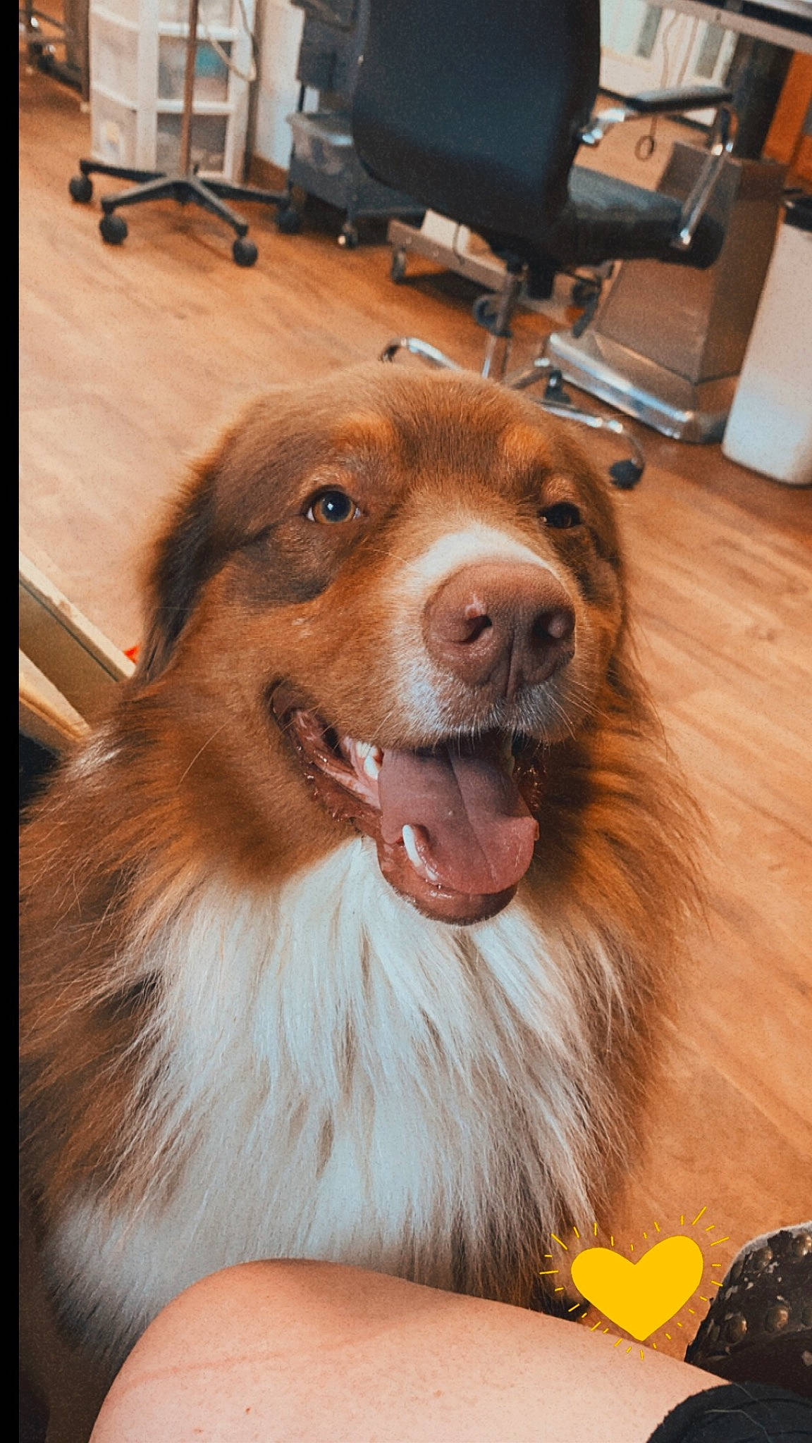 Hooey joined the competition — help win amazing prizes! ancient_dog_breeds, carnivore, chair, companion_dog, dog, dog_breed, fang, flooring, fur, hardwood, liver, paper_towel, petal, varnish, whiskers, wood, working_animal, working_dog