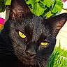 black_cat, close_up, yellow_eyes, animal, pet, outdoor, green_leaves, grass, sunlight, nature, whiskers, feline, mammal, portrait, cute, domestic_cat, head, ears, face, fur