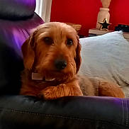 Samy participe au concours pour gagner de l'argent avec cette photo : dog, couch, leather, pillow, indoor, living_room, red_wall, vase, decor, television, blurred_background, brown_dog, pet, relaxed, furniture, collar, seated, cozy, home, purple_light