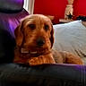 dog, couch, leather, pillow, indoor, living_room, red_wall, vase, decor, television, blurred_background, brown_dog, pet, relaxed, furniture, collar, seated, cozy, home, purple_light