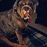 dog, bulldog, pet, animal, wrinkles, sitting, portrait, indoors, bedroom, plaid, blanket, ottoman, furniture, collar, heart_tag, brown, black, white, door, dresser