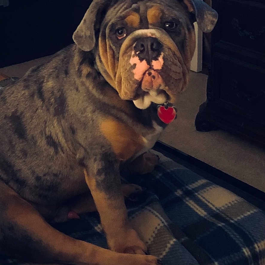 Winston is registered to the contest to win money with this photo: dog, bulldog, pet, animal, wrinkles, sitting, portrait, indoors, bedroom, plaid, blanket, ottoman, furniture, collar, heart_tag, brown, black, white, door, dresser