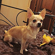 Vick participe au concours pour gagner de l'argent avec cette photo : alert, animal, bed, brown_bedspread, chihuahua, companion, cozy, dog, ears, fur, furniture, home, indoor, pet, quiet, sitting, small_dog, stuffed_toy, toy, wooden_door