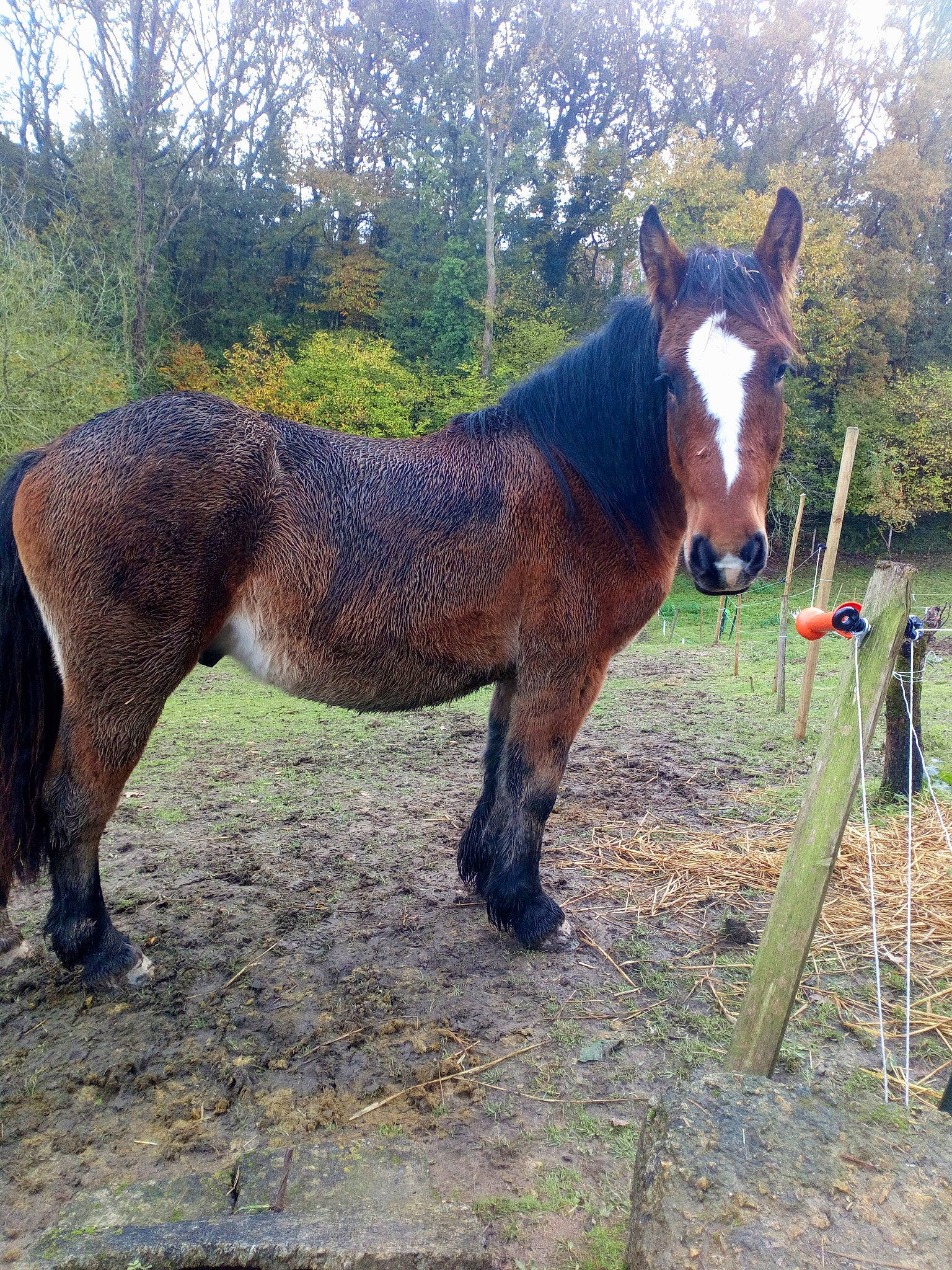 Yago a rejoint le concours — aidez-le/la à gagner de superbes lots ! colt, horse, landscape, liver, livestock, mammal, mane, mare, mustang_horse, pack_animal, pasture, plant, pony, sky, snout, sorrel, stallion, terrestrial_animal, tree, vertebrate