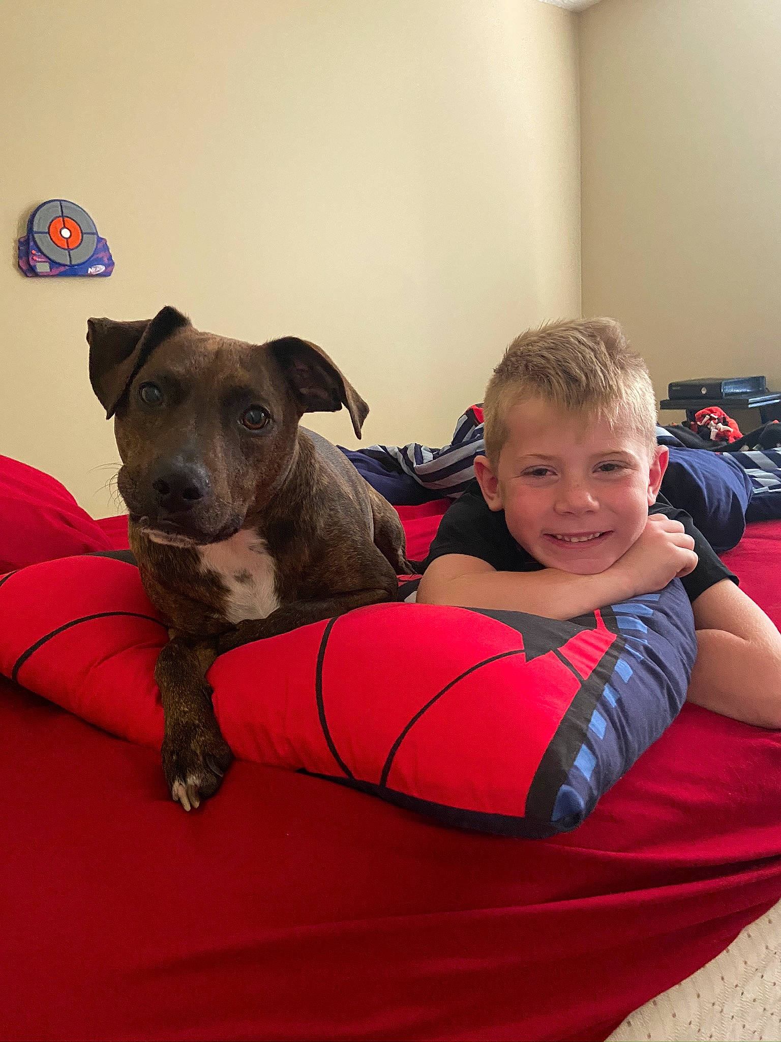 Dexter joined the competition — help win amazing prizes! american_pit_bull_terrier, american_staffordshire_terrier, canidae, carnivore, companion_dog, dog, dog_breed, fawn, furniture, mammal, non_sporting_group, old_english_terrier, staffordshire_bull_terrier