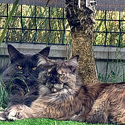 Tor participe au concours pour gagner de l'argent avec cette photo : animal, cat, cats, closeup, domestic_animal, ears, eyes, feline, fur, garden, grass, mammal, nature, outdoor, pets, relaxing, resting, tree, two_animals, whiskers