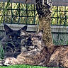 animal, cat, cats, closeup, domestic_animal, ears, eyes, feline, fur, garden, grass, mammal, nature, outdoor, pets, relaxing, resting, tree, two_animals, whiskers