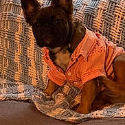 Callie Mae joined the competition — help win amazing prizes! dog, pet, couch, blanket, knit, pink_shirt, indoor, cozy, small_dog, ears, brown_fur, buttoned_shirt, seated, relaxed, home, fabric, portrait, cute, companion, domestic_animal