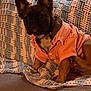 blanket, brown_fur, buttoned_shirt, companion, couch, cozy, cute, dog, domestic_animal, ears, fabric, home, indoor, knit, pet, pink_shirt, portrait, relaxed, seated, small_dog