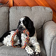 Huck is registered to the contest to win money with this photo: animal, black_and_white, canine, companion, couch, cozy, dog, domestic, furniture, indoor, paw, pet, playful, relaxed, resting, rope_toy, seated, spotted, toy, wooden_wall