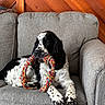 animal, black_and_white, canine, companion, couch, cozy, dog, domestic, furniture, indoor, paw, pet, playful, relaxed, resting, rope_toy, seated, spotted, toy, wooden_wall