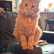 Sol joined the competition — help win amazing prizes! animal, cat, collar, couch, curious, cute, domestic_cat, ears, eyes, fluffy, furniture, home, indoor, leather, living_room, orange_cat, pet, sitting, tag, whiskers