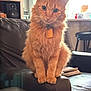 animal, cat, collar, couch, curious, cute, domestic_cat, ears, eyes, fluffy, furniture, home, indoor, leather, living_room, orange_cat, pet, sitting, tag, whiskers