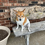 Rose is registered to the contest to win money with this photo: dog, bench, brick_wall, flower_pot, wooden_bench, outdoor, pet, small_dog, sitting, calm, quiet, relaxed, fur, tan_and_white, concrete_floor, carving, rustic, daylight, animal, companion