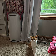 Sakura is registered to the contest to win money with this photo: cat, orange_and_white_cat, carpet, backpack, trash_can, window, curtains, natural_light, indoor, floor_vent, furniture, cozy_room, fabric, white_curtains, greenery_outside, home_interior, curious_cat, standing_cat, pet, daylight