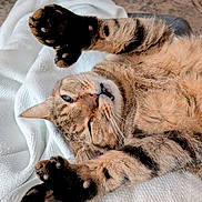 Paw Paw is registered to the contest to win money with this photo: animal, blanket, cat, claws, closeup, cozy, cute, feline, fur, indoor, mammal, paw, pet, relaxed, resting, sleepy, soft, stretching, tabby, whiskers