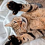 animal, blanket, cat, claws, closeup, cozy, cute, feline, fur, indoor, mammal, paw, pet, relaxed, resting, sleepy, soft, stretching, tabby, whiskers