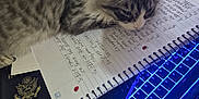 Stormi is registered to the contest to win money with this photo: kitten, cat, notebook, handwriting, laptop, keyboard, blue_light, passport, book, supplement_bottle, study_area, spiral_notebook, gray_cat, white_cat, indoor, desk, clutter, writing, sleeping, pet