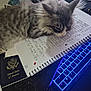 kitten, cat, notebook, handwriting, laptop, keyboard, blue_light, passport, book, supplement_bottle, study_area, spiral_notebook, gray_cat, white_cat, indoor, desk, clutter, writing, sleeping, pet