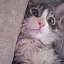 Stormi is registered to the contest to win money with this photo: kitten, cat, close_up, fluffy, gray, white, blue_eyes, pink_nose, chain, gold, pet, cute, animal, fur, whiskers, indoor, soft, snuggled, young, portrait