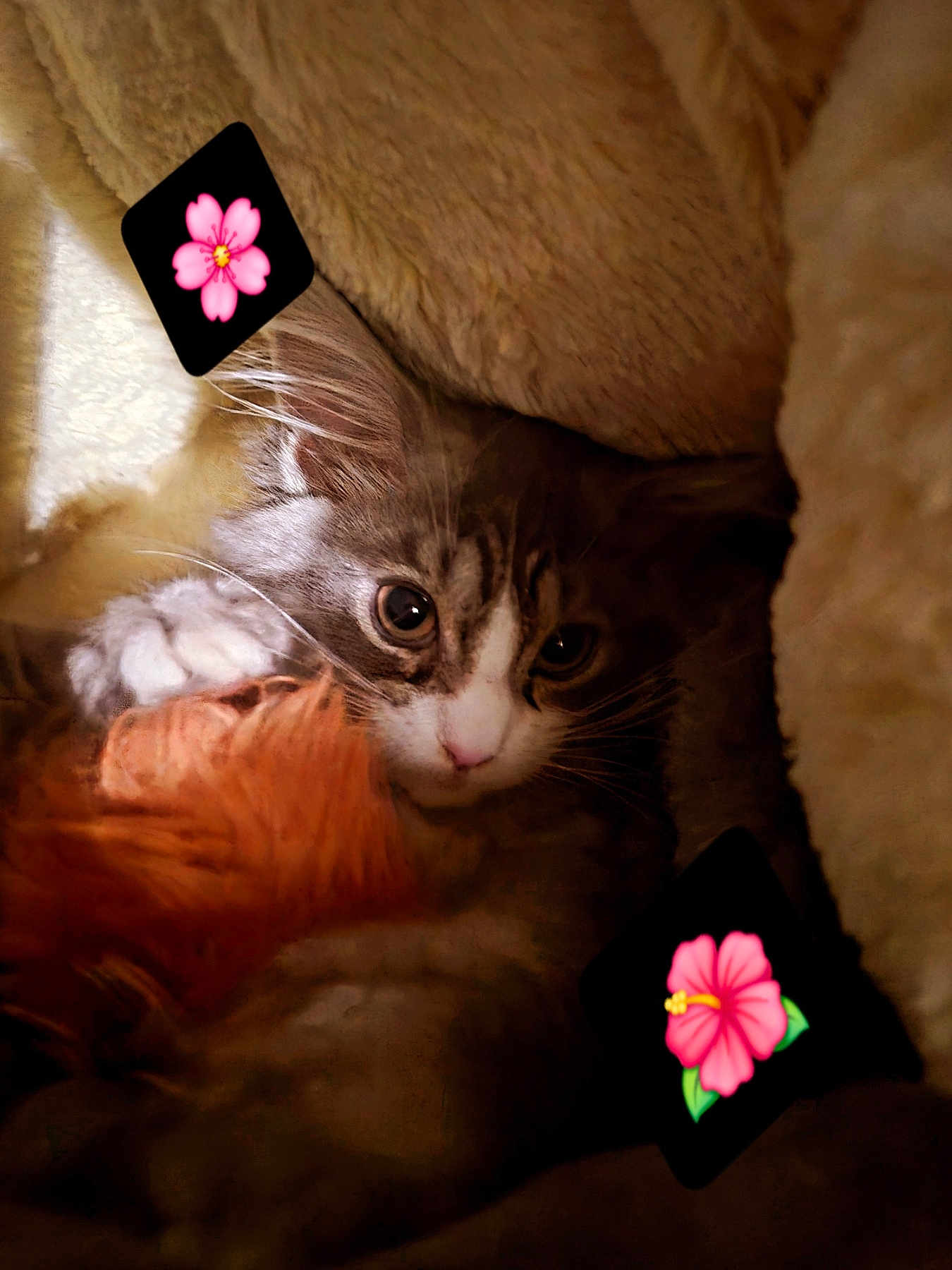 Stormi