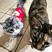 Stormi is registered to the contest to win money with this photo: cat, close_up, curious, domestic_animal, feline, festive, grey_cat, holiday_sweater, indoor, kitten, looking_up, paws, pet, photobomb, portrait, sweater, tabby_cat, tile_floor, two_cats, whiskers