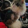 Stormi is registered to the contest to win money with this photo: car_interior, cat, center_console, close_up, cozy, curious, dashboard, ears, fluffy_cat, gear_shift, kitten, lap, long_fur, night_lights, pet, red_jacket, seat, steering_wheel, tail, whiskers