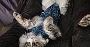 Stormi is registered to the contest to win money with this photo: bed, bedding, belly_up, blanket, cat, clothing, cute, dresser, fur, indoor, kitten, long_haired, lying_on_back, onesie, patterned, paws, pet, relaxed, tabby, whiskers