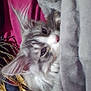 Stormi joined the competition — help win amazing prizes! cat, gray_cat, white_cat, fluffy, blanket, cozy, indoor, pet, fur, face, ears, whiskers, resting, close_up, bed, fabric, red_background, braids, animal, cute