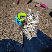 Stormi joined the competition — help win amazing prizes! kitten, cat, pet, animal, playing, toy, carpet, jeans, clothing, indoor, cute, fluffy, gray, white, collar, curious, legs, paw, closeup, floor