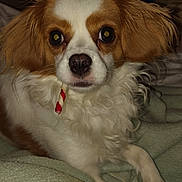 Precious is registered to the contest to win money with this photo: dog, cavalier_king_charles_spaniel, pet, portrait, close_up, fluffy, long_hair, brown_and_white, white_fur, brown_fur, wide_eyes, nose, ears, whiskers, collar, red_tag, paws, couch, indoor, sitting