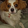 dog, cavalier_king_charles_spaniel, pet, portrait, close_up, fluffy, long_hair, brown_and_white, white_fur, brown_fur, wide_eyes, nose, ears, whiskers, collar, red_tag, paws, couch, indoor, sitting