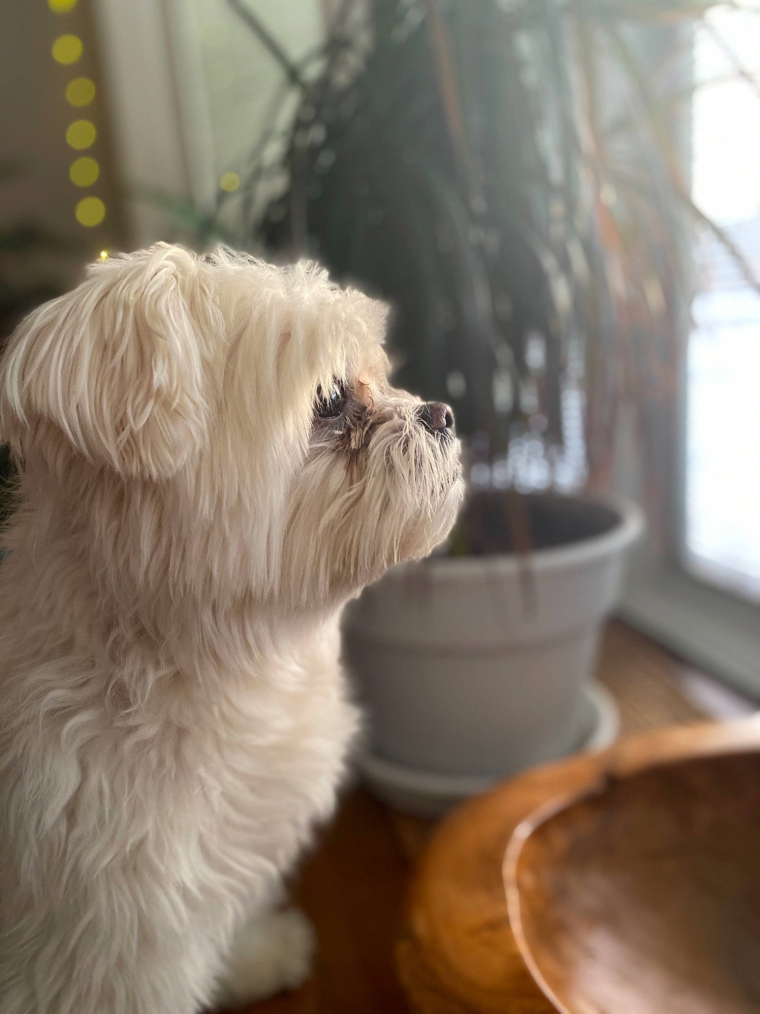 Clifford is registered to the contest to win money with this photo: bolonka, canidae, carnivore, companion_dog, dog, dog_breed, glen_of_imaal_terrier, havanese, irish_soft_coated_wheaten_terrier, maltepoo, maltese, mammal, morkie, puppy, sealyham_terrier, snout, terrier, toy_dog, vertebrate, west_highland_white_terrier