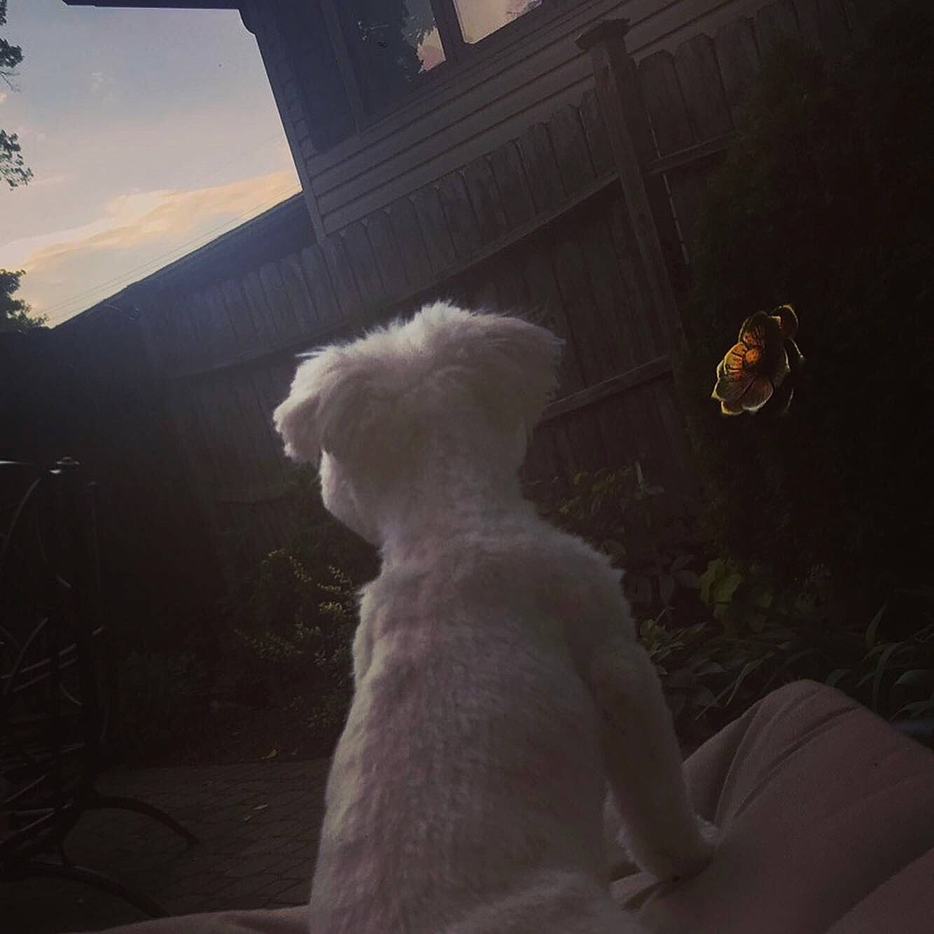 Clifford joined the competition — help win amazing prizes! canidae, cloud, darkness, dress, fur, maltese, meteorological_phenomenon, night, non_sporting_group, sky, snow, sunlight