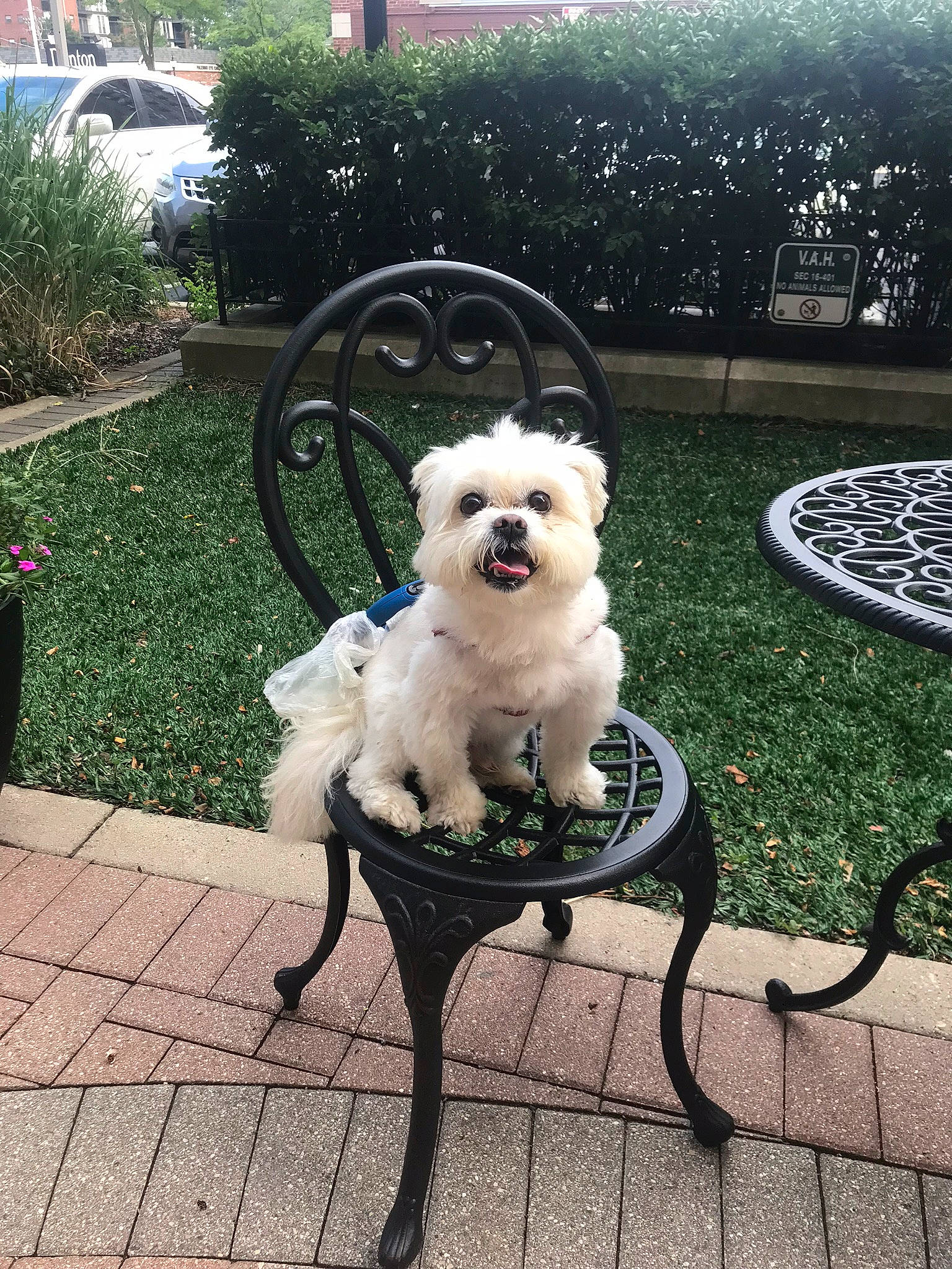 Clifford joined the competition — help win amazing prizes! bichon, canidae, carnivore, cockapoo, companion_dog, dog, dog_breed, dog_walking, grass, havanese, iron, maltese, mammal, morkie, non_sporting_group, puppy, schnoodle, sporting_group, toy_dog, west_highland_white_terrier