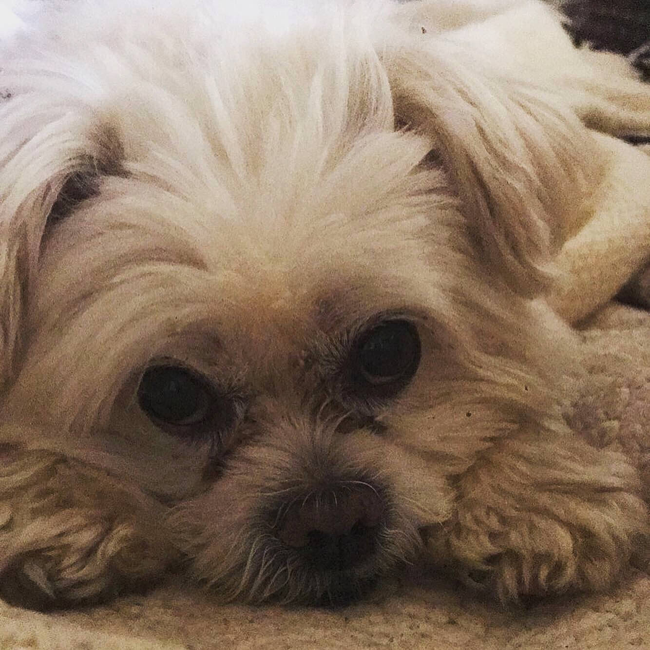 Clifford is registered to the contest to win money with this photo: canidae, carnivore, cavapoo, chinese_imperial_dog, cockapoo, companion_dog, dog, dog_breed, havanese, kyi_leo, maltepoo, maltese, mammal, morkie, poodle_crossbreed, puppy, schnoodle, shih_poo, snout, vertebrate