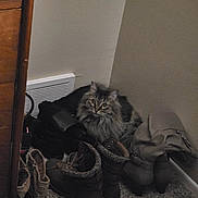 Bonnie is registered to the contest to win money with this photo: backpack, boots, carpet, cat, cat_face, clutter, corner, cozy, dresser, fur, heater_vent, household, indoor, long_haired_cat, pet, shoes, sitting, wall, whiskers, yellow_eyes