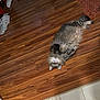belly_up, cat, cute, domestic_cat, floor_tiles, fluffy_cat, fur, green_eyes, hardwood_floor, home_interior, indoor, longhair, lying_down, mammal, paws, pet, playful, relaxed, rug, whiskers