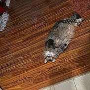 Jasmine is registered to the contest to win money with this photo: belly_up, cat, cute, domestic_cat, floor_tiles, fluffy_cat, fur, green_eyes, hardwood_floor, home_interior, indoor, longhair, lying_down, mammal, paws, pet, playful, relaxed, rug, whiskers