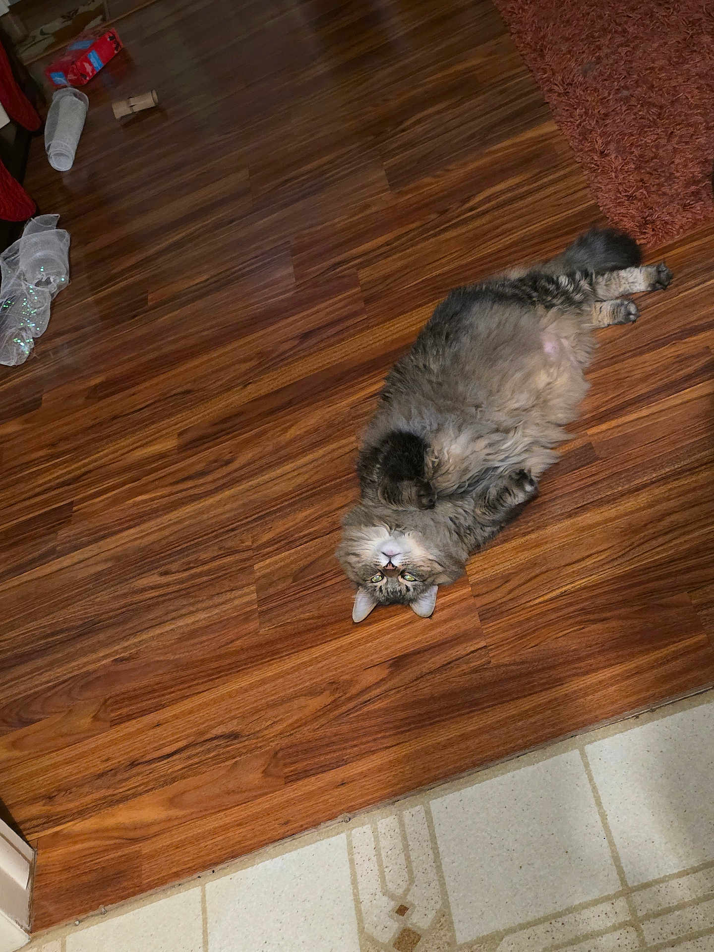 Jasmine is registered to the contest to win money with this photo: belly_up, cat, cute, domestic_cat, floor_tiles, fluffy_cat, fur, green_eyes, hardwood_floor, home_interior, indoor, longhair, lying_down, mammal, paws, pet, playful, relaxed, rug, whiskers