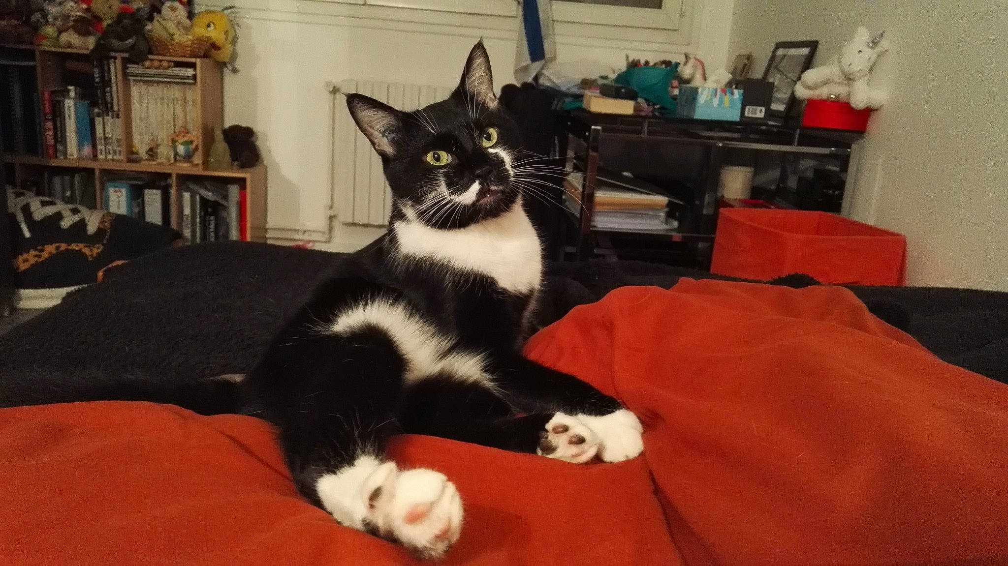 Ghost participe au concours pour gagner de l'argent avec cette photo : black_cat, bookcase, carnivore, cat, cat_supply, comfort, domestic_short_haired_cat, felidae, fur, furniture, houseplant, lap, paw, picture_frame, room, shelf, small_to_medium_sized_cats, snout, tail, whiskers