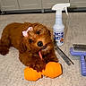 puppy, dog, small_dog, brown_fur, fluffy, pink_bow, pet, grooming, grooming_tools, spray_bottle, comb, brush, orange_object, carpet, indoor, bathroom, lying_down, cute, portrait, animal